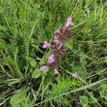 Clinopodium vulgareKukka