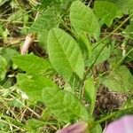 Convolvulus arvensis Blatt