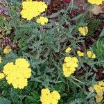 Achillea clypeolata Habit