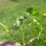 Trifolium hybridum Leaf