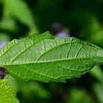 Nicandra physalodes Blad