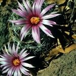 Mammillaria wrightii Flor