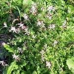 Fumaria muralis 整株植物