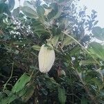 Araujia sericifera Frukt