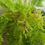 Nephrolepis falcata Lehti