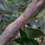 Photinia arbutifolia Bark