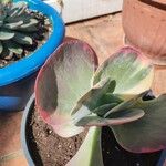 Kalanchoe tetraphylla 葉