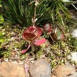 Kalanchoe tetraphylla Цвят