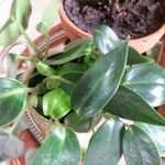 Peperomia maculosa Blad