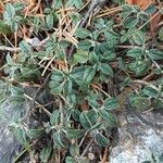 Helianthemum cinereum Leaf