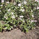 Rhododendron balfourianum Συνήθη χαρακτηριστικά