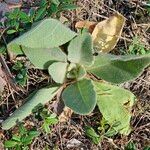 Verbascum phlomoidesFolha