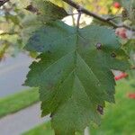 Crataegus viridis Folio