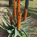 Aloe ferox Folha