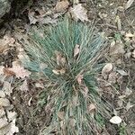 Festuca glauca Feuille