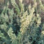 Reseda lutea Flower