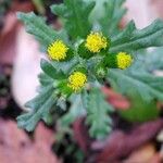 Senecio vulgarisCvet