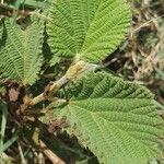 Grewia villosa Leaf