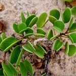 Ipomoea pes-caprae Leaf