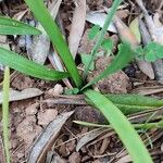 Nothoscordum gracile Leaf