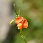 Lathyrus marmoratus Flor