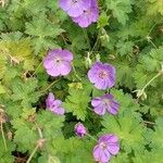 Geranium platypetalum Habit