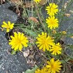 Crepis tectorum Fleur