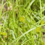 Carex bohemica Autre