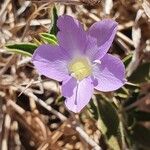 Barleria delamerei Flower