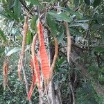 Morisonia indica Fruit