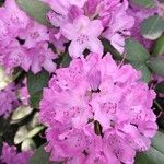 Rhododendron ponticum Bloem