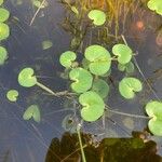 Heteranthera reniformis Folha