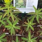 Euphorbia wallichii Blatt