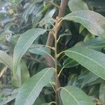 Quercus myrsinifolia പുഷ്പം