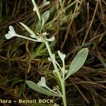 Atriplex pedunculata 其他