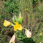 Oenothera parvifloraBloem