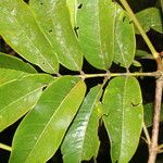 Alfaroa guanacastensis Hoja
