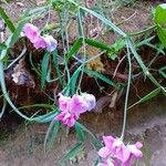 Lathyrus heterophyllus Květ