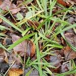 Carex laevigata Blad