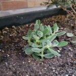 Crassula rogersii Hábito