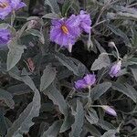 Solanum elaeagnifolium Blatt