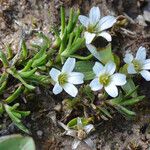 Cherleria obtusiloba Хабит