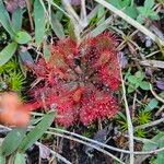 Drosera capillaris Kora