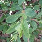 Exochorda × macrantha Leaf