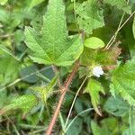 Malachra fasciata Flors