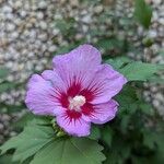 Hibiscus syriacusFlower