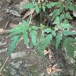 Daucus elegans Leaf