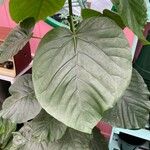 Ficus umbellata Leaf