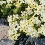 Galium cespitosum Blüte