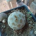 Tephrocactus alexanderiLehti